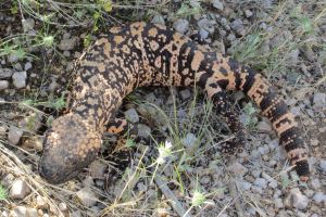 Gila Monster